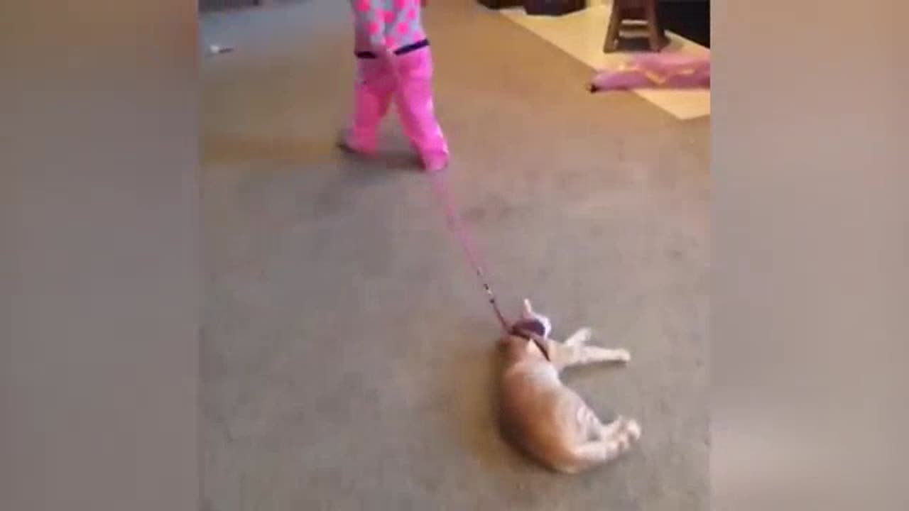 Funniest Cats Videos That Will Make You Laugh Funny Animal Videos 2023 Part 34πΌπΉπ