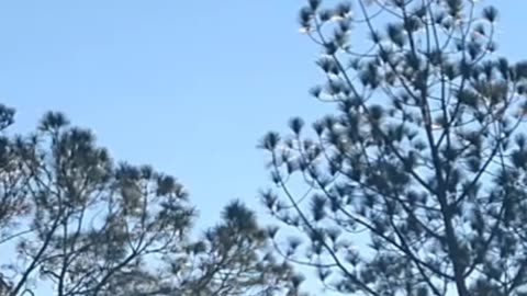 Video of "Crows" going to work in the morning.