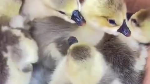 Duck with her chicks