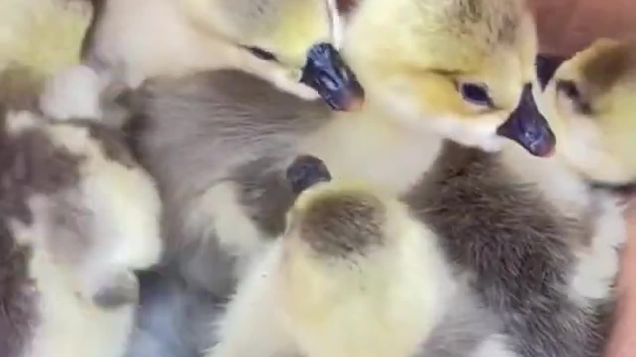 Duck with her chicks