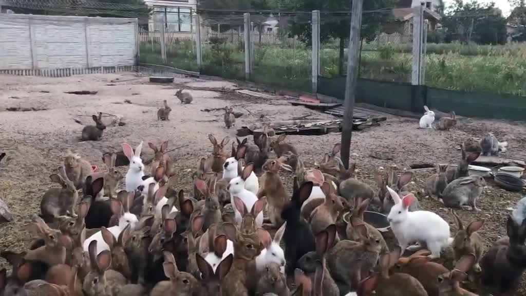 Кроличья ферма