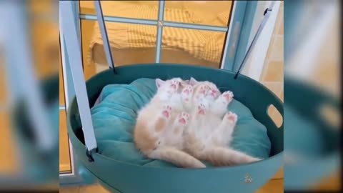Funny cat