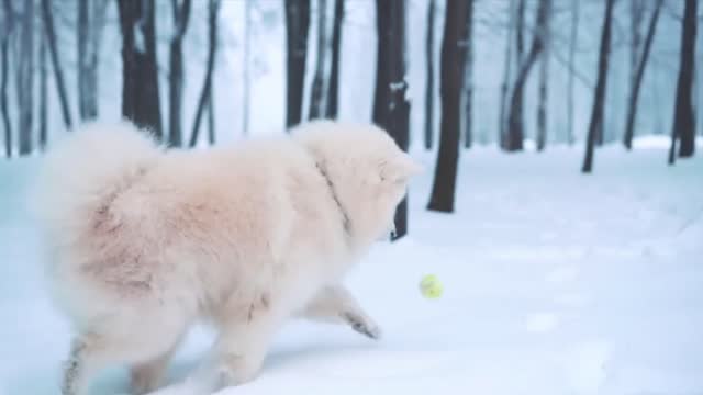 Beautiful Dog ice run funny video
