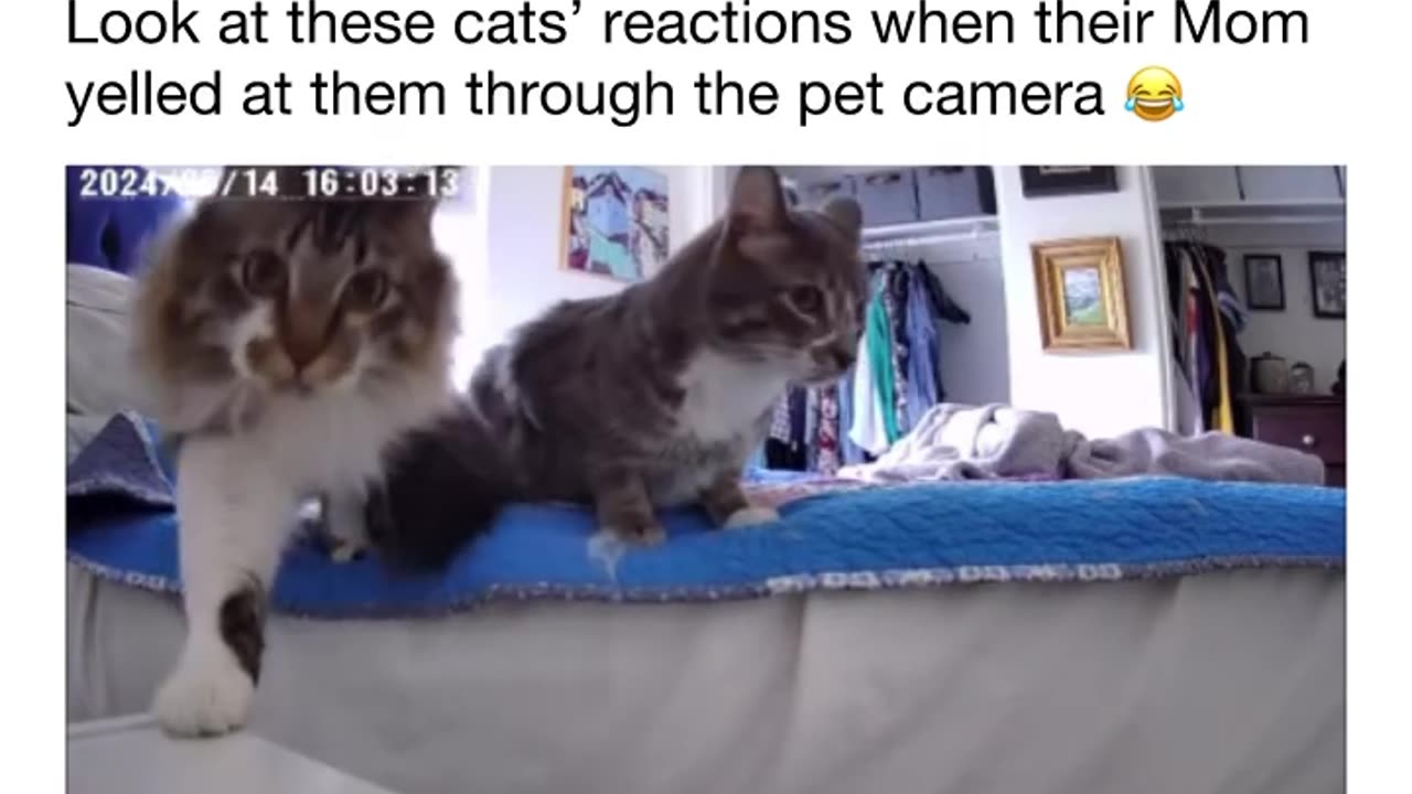 Cute Cat Reaction