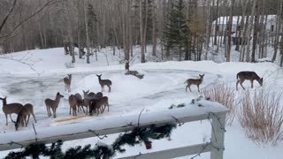 Deer Gather in Driveway for a Snack