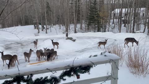 Deer Gather in Driveway for a Snack