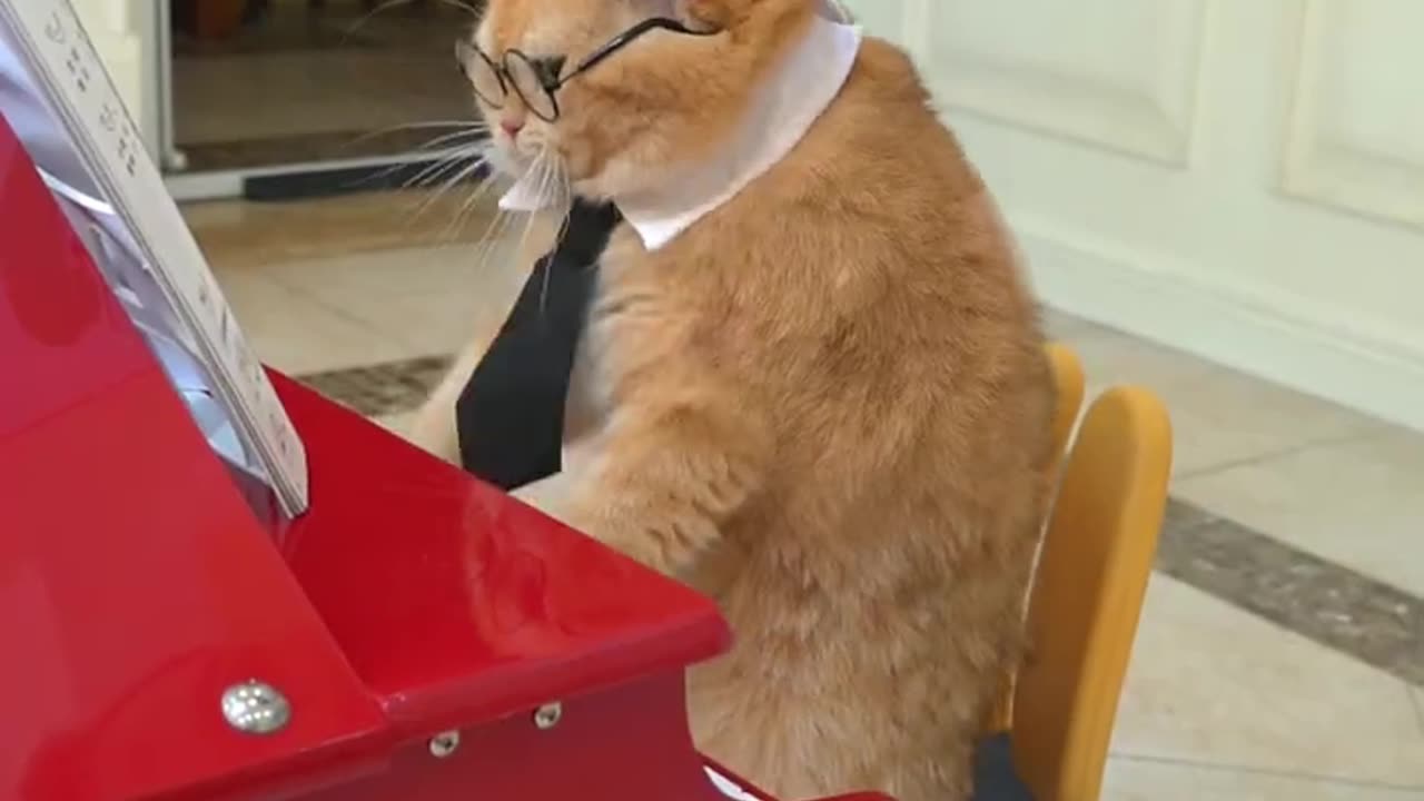 this is the most famous cat piano video