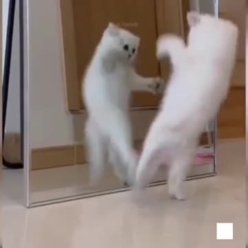 Cat 😺 funny video amazing cat's cute cats