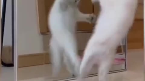 Cat 😺 funny video amazing cat's cute cats