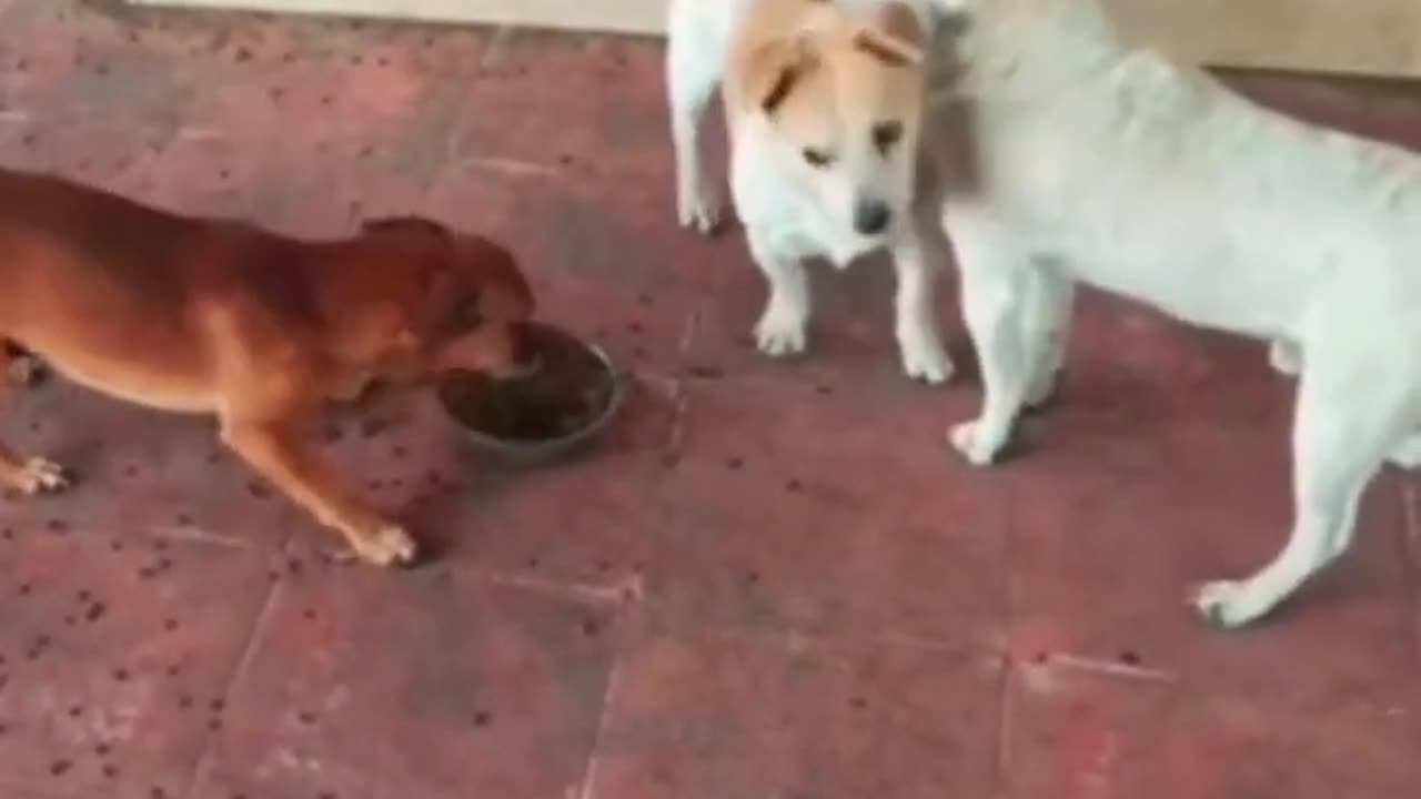 Funny animals video of the day 😄😂