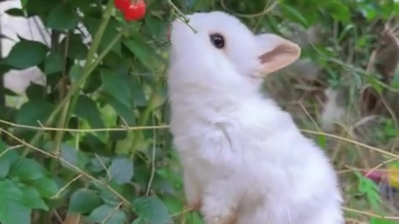 The little bunny knows to spit out the cherry pits while eating.