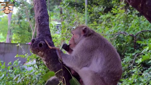 4K Quality Animal Footage - Monkeys Beautiful Scenes Episode