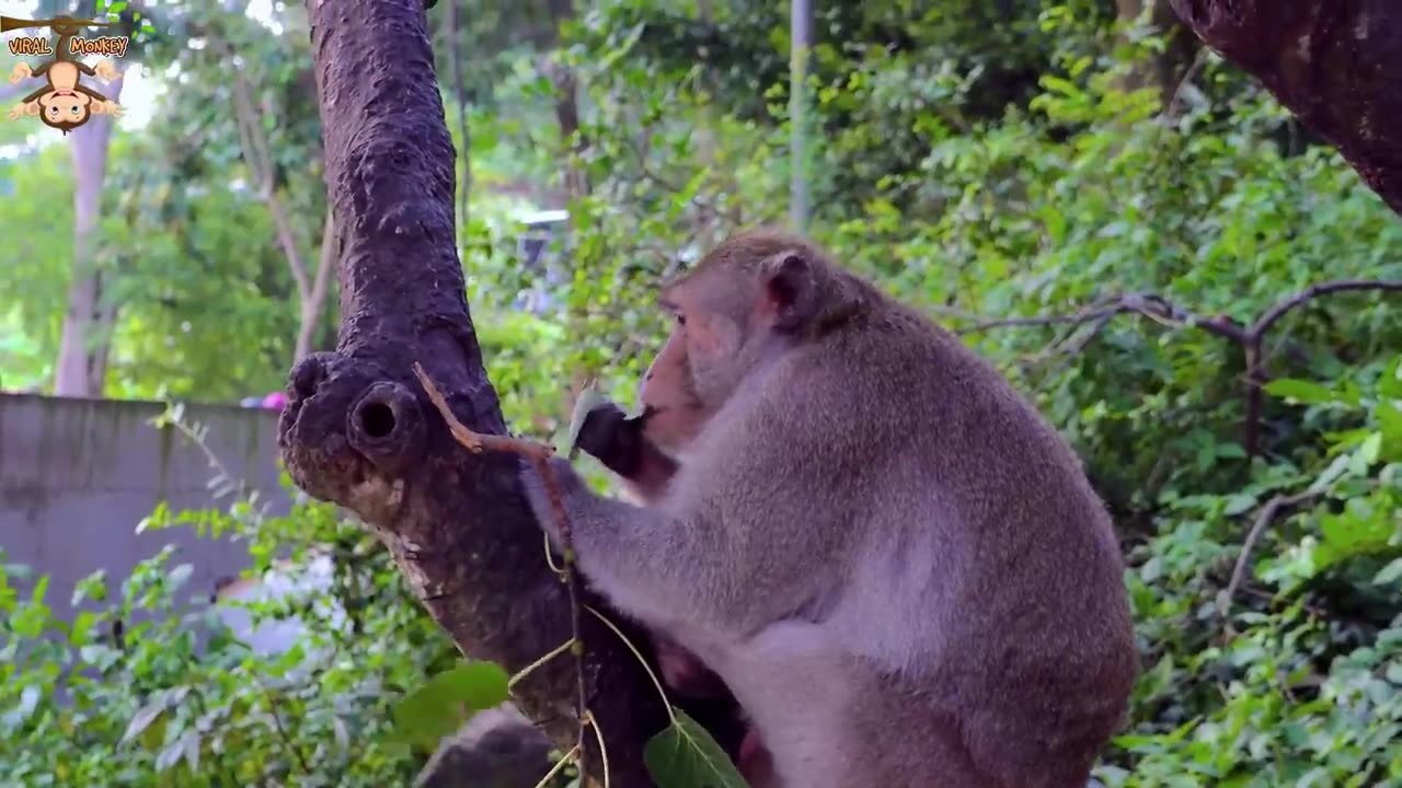 4K Quality Animal Footage - Monkeys Beautiful Scenes Episode