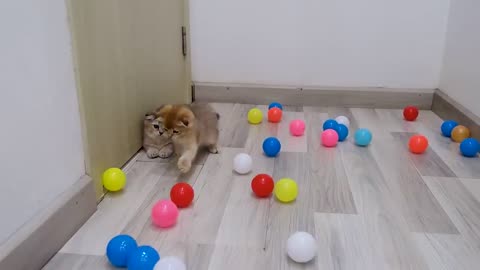 Cat playing with ball