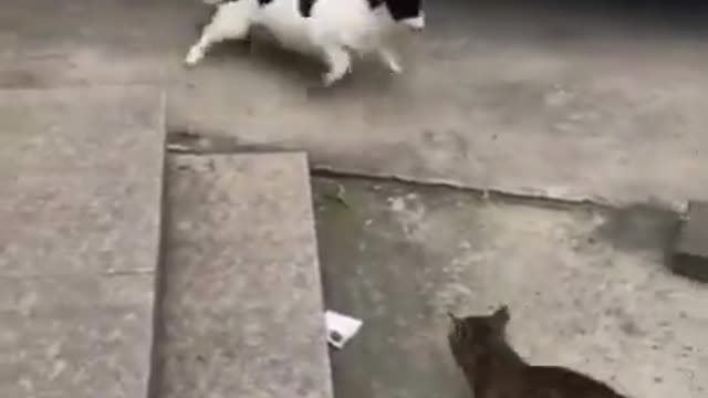 Funny cat and dog #Shorts