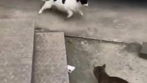 Funny cat and dog #Shorts