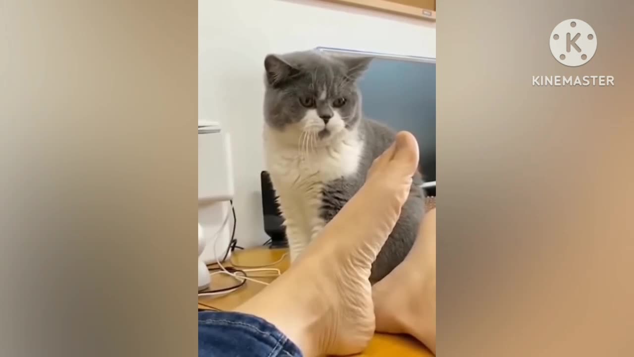 Cat funny video