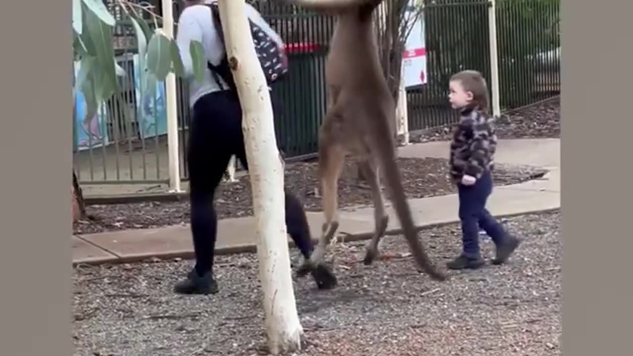 #Ozzy man Reviews #Tourist vs Kangaroo #foryou#viralvideo#trending#Australia 🇦🇺