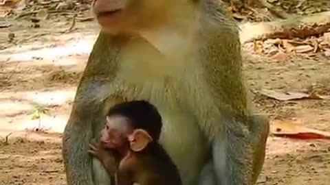 Monkey meeting with little baby