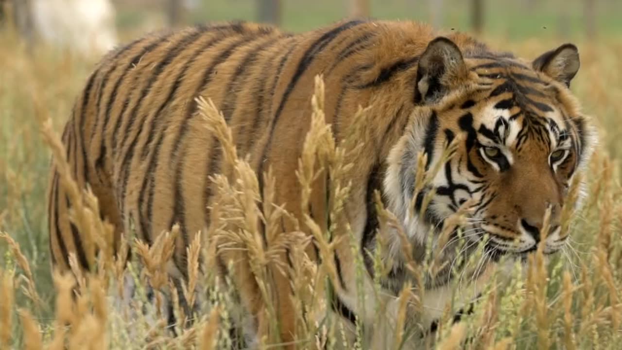 Watch Faces Of The Wild Animal Sanctuary
