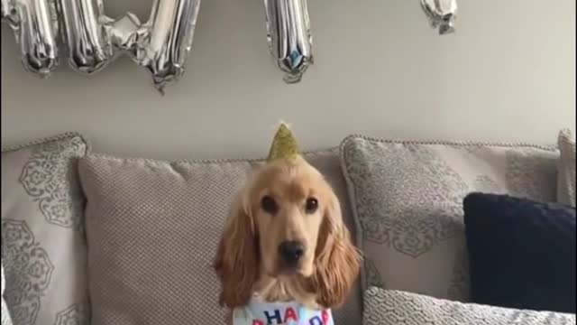 Today is the dog's birthday! The record