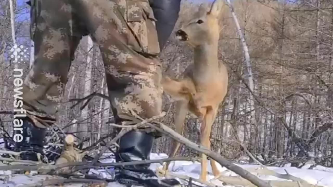 Wild deer waits patiently for man to free her