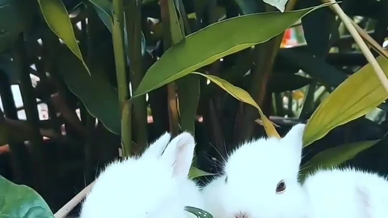 Cute rabbit 🐰