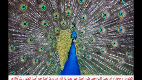 10 most beautifful birds in the world 😍❤️🖤