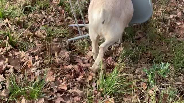 Finkle the Goat Gets Stuck Playing in Chair