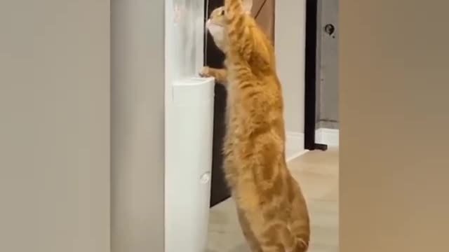 Omg So Cute Cat Funny Moments #1