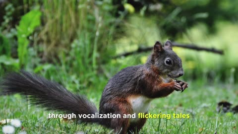 Amazing and lesser facts of squirrel