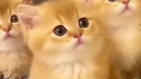 Cat videos cute cats kittens #cat #cute #kitten #pets #meow #videos #shorts #dog