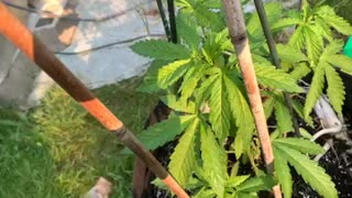 Morons and identity politics p 2