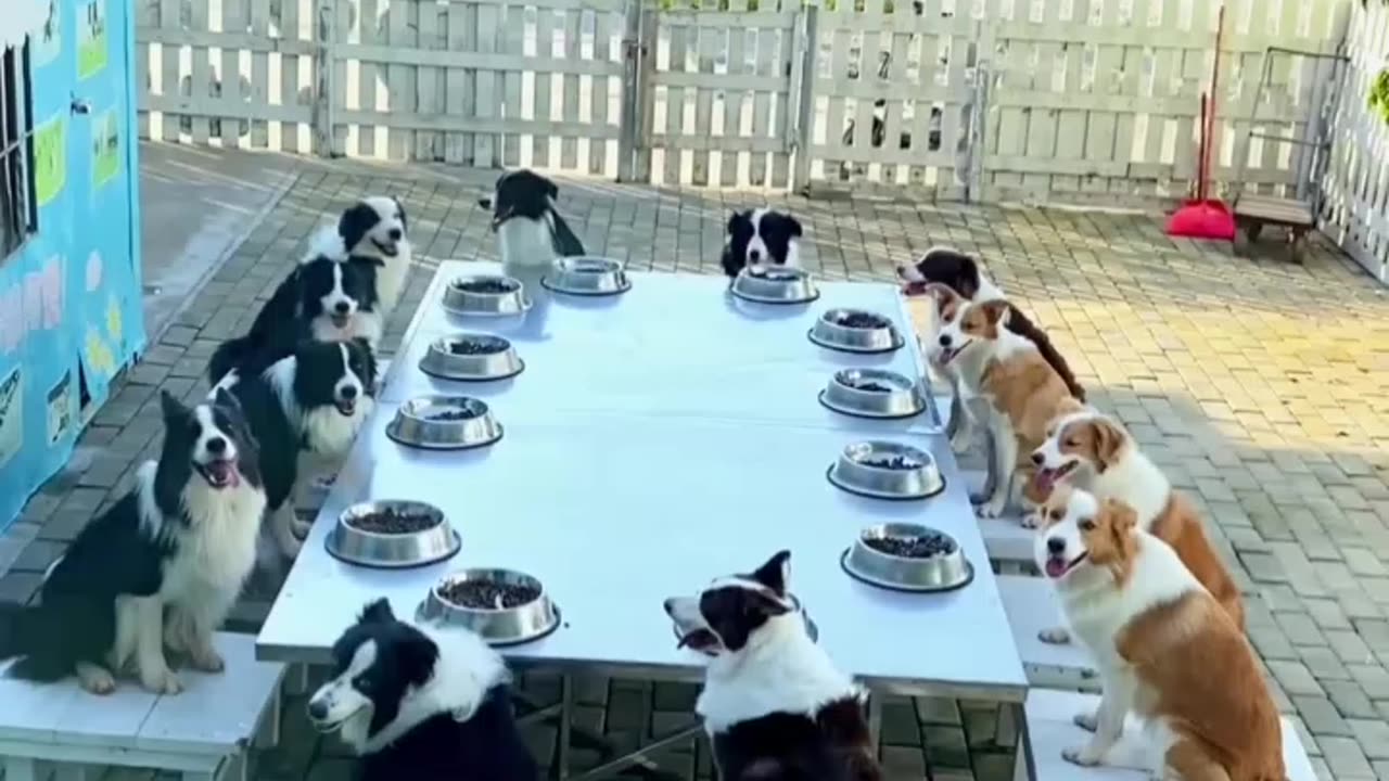 Howto entertainment dogs
