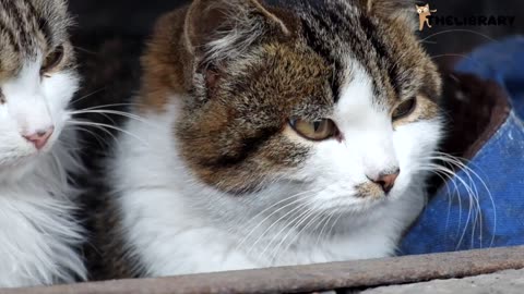 9 Ways to Keep Your Cat Happy and Relaxed