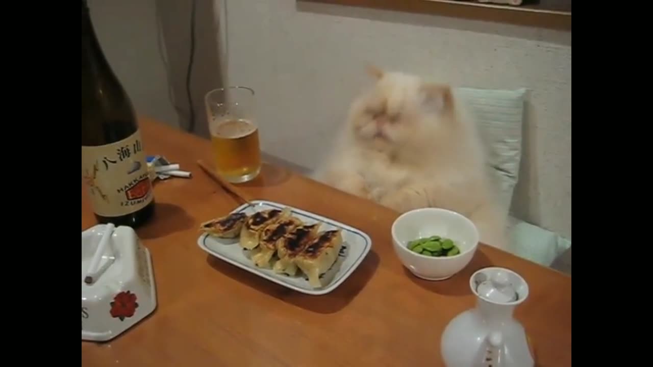 Spoiled cat enjoys full dinner spread