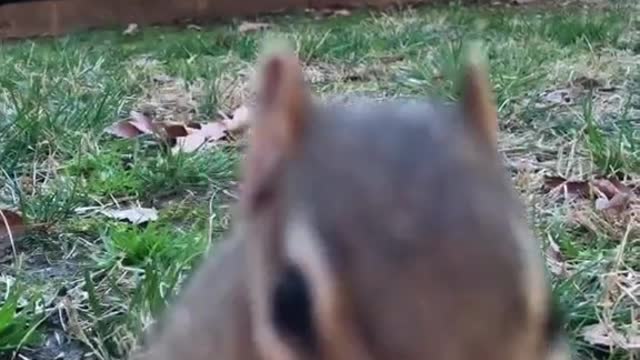 Dinky will eat your lunch if you don’t want it