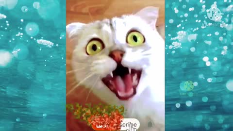 a collection of cute and funny cat videos