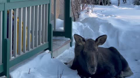 Baby Moose Blocks the Way