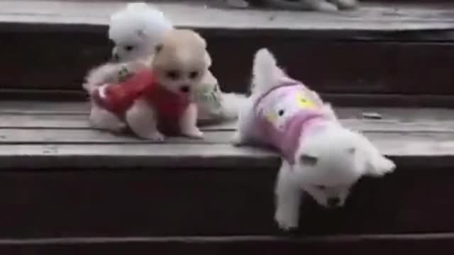 Funny puppies going down the stairs