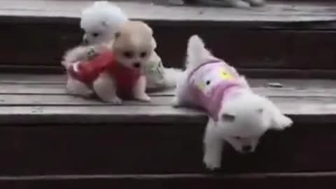 Funny puppies going down the stairs