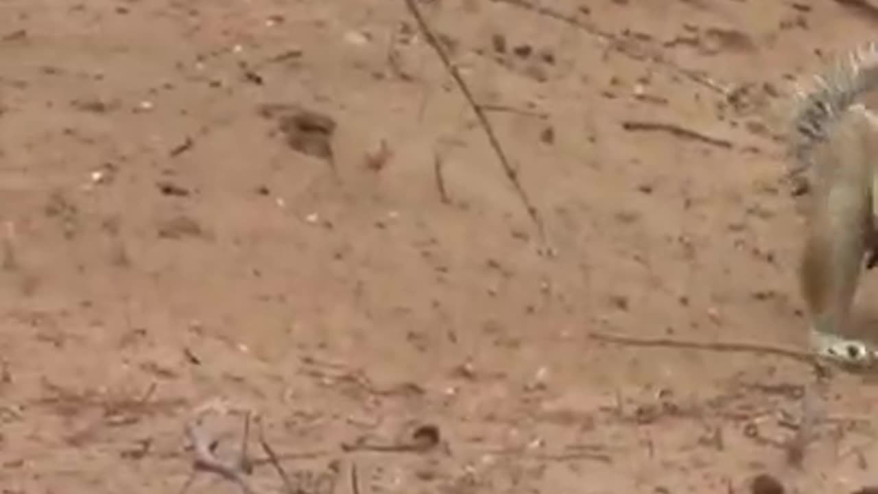 squirrel vs snake