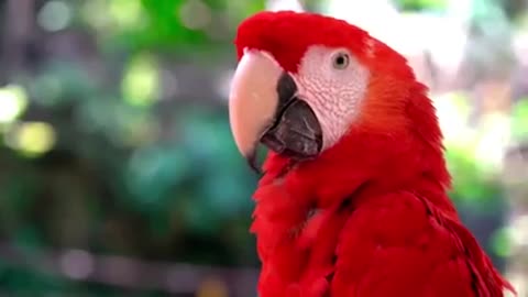 Beautiful Birds with Real Sounds