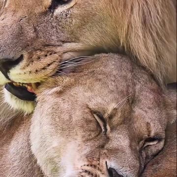 Lion Couples 🦁🦁 Animal Lovers ❤️When you are next to your special person