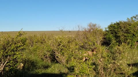 Maasai Mara Kenya Wildlife documentary Film