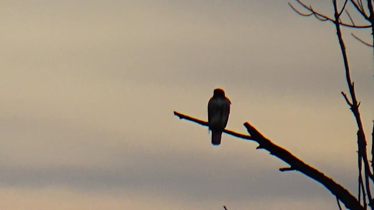 Red-tailed hawk