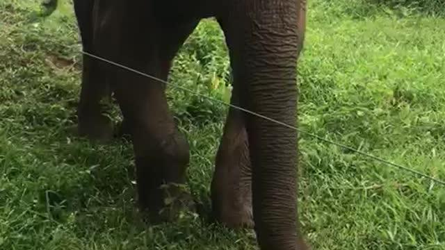 My friend gives mangoes to a wild elephant with a broken leg