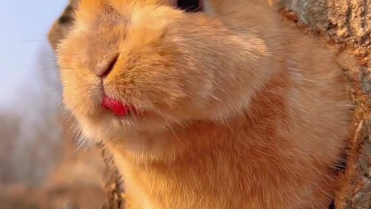 bunny in a hole trunk
