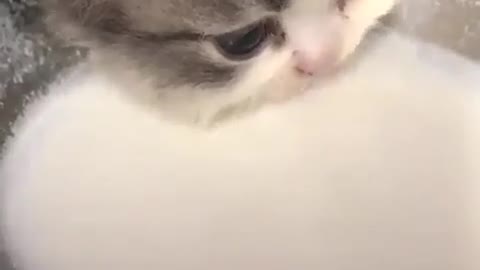 Baby kittens drink milk so cute