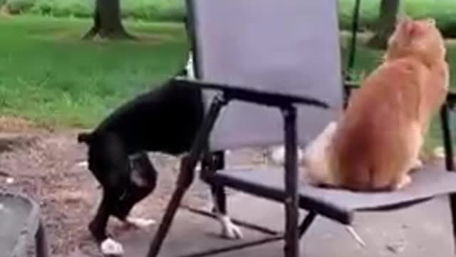 Dog pushes cat out of chair funny animals